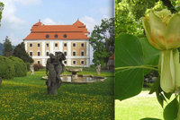 Víkend otevřených zahrad na zámku Valeč: Objevte místní palmový skleník a zámecké terasy!