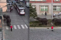 Po Olomouci se procházeli sloni: Reklama na cirkus naštvala ochránce zvířat