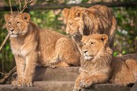V belgické zoo zastřelili lvici. Hodiny chodila areálem, uspat ji nezvládli