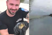VIDEO: Káčátka uvízla v hluboké pasti! Z výpusti Kovářského rybníka je zachránili strážníci