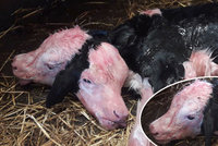 Krávě se narodilo dvouhlavé tele: Byl to zázrak, říká veterinářka Karolína