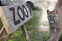 Puma běhá kolem Zvole už dva dny: Co se stane, až vyhladoví? Lovit neumí, říká její chovatel