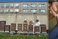Vězni stáčí Bručouna! Do převýchovy odsouzených zapojili včely, med je ale  neprodejný