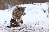 Vlci z Černobylu vyrazili do světa. Můžou šířit zmutované geny, bojí se vědci