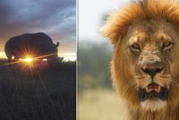 Krutá pomsta přírody: Smečka lvů rozsápala tři pytláky, kteří šli lovit nosorožce