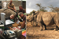 Vyrobili jsme nosorožce! Čeští vědci se podíleli na zmrtvýchvstání vyhynulého druhu