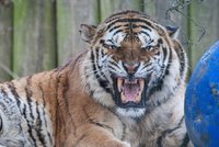 Ze soukromé zoo na Hradecku utekli dva tygři a lev! Neopouštějte svá obydlí, varuje policie
