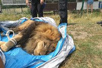 Ze soukromé zoo na Hradecku utekli dva tygři a lev: Někdo jim na svobodu pomohl?