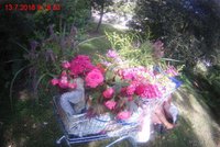 Žena otrhala v Brně záhonky a květiny chtěla prodávat: Na trávě usnula pod peřinou