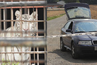 Nelegální obchod s tygry v Berouskově zvěřinci: Policie obvinila tři lidi