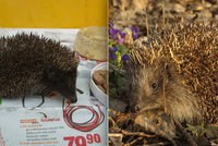 Pražské ježky sužuje žízeň: »Vyprahlá« zvířata končí v péči ošetřovatelů