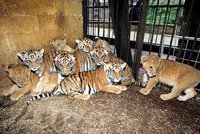 Berouskův zoopark, kde umírali tygři, je stále zavřený. Veterináři pro přeživší šelmy shání náhradní ubytování