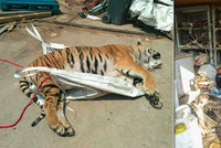 Bestiální byznys s tygry: Zastřelené šelmy vařili 5-12 dní, za maso, kůži a drápy inkasovali statisíce. Berousek a dva kumpáni skončili ve vazbě