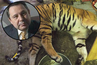 „Porcování tygra je prasárna. Pachatelé by měli jít do vězení na 10 let,“ zuří šéf zoo