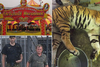 Naštvaní cirkusáci: „Tygří jatka s námi nemají nic společného, je to barbarský čin,“ zlobí se Berouskovi