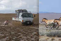 EXKLUZIVNÍ FOTO: Překážky „pražských“ koní Převalského v Mongolsku? Kamiony s uhlím i bahno