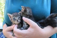 Otřesný případ týrání zvířat: V Krči vyhodili dvě kočky z šestého patra, zbyly po nich krvavé skvrny