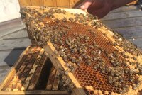 Dvacet úlů a tisíce včel v tahu: Mlsný zloděj ukradl medonosky za 100 tisíc