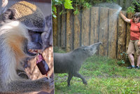 Ledová sprcha, hodně vody nebo zmrzlina: Chovatelé zoo a zoukoutku se během horka nezastaví