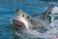 Žraločích útoků přibývá, máme se na dovolené u moře bát? Vědci řekli, jak to je