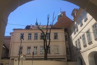 Kauza „zprzněného“ stromu v Praze: Byl porušen zákon! Inspekce se případu dál věnuje