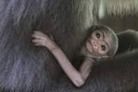 Obrovská radost v pražské zoo: Narodilo se mláďátko gibona stříbrného, je to chovatelská vzácnost