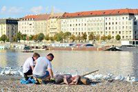 Labutí zátoka vyčištěna: Dobrovolníci z Vltavy vynesli pytle plné plastu, plechovek i injekční stříkačku