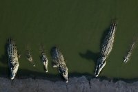 Krokodýlí farma zkrachovala. Podnikatel opustil stovky zvířat, můžou utéct a útočit