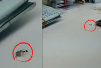 Nejmenší loupežník na světě: Mravenec se snažil ukrást diamant z klenotnictví!