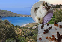 Práce snů pro milovníky zvířat: V Řecku hledají někoho, kdo se postará o 55 koček!