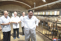 „Chce to víc krav,“ rozhodl Kim Čong-un při inspekci na dobytčí farmě