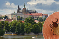 Pražským klíšťatům se kvůli mírné zimě daří: Chytíte je u Vltavy i v parcích