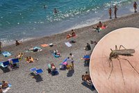Smrtící komáři se rozmohli v Itálii, Řecku i Chorvatsku. Čeští turisté v ohrožení?