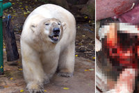 Smutný víkend v brněnské zoo: Po operaci zubů uhynul lední medvěd Umca