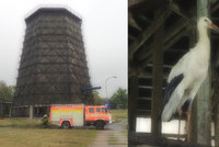 Čáp držel smuteční stráž u uhynulého druha pět dní: Z chladicí věže ho vysvobodili hasiči