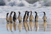 Kuriozita brexitu: Ohrožuje životy milionu tučňáků. Nedostanou dotace z EU
