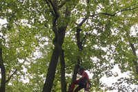 Odborníci ve Stromovce odstraňují suché větve stromů: Pozor, kudy chodíte