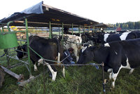 Ochránci propustili krávy z biofarmy. Čtyři dojnice se obratem přežraly k smrti