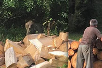 Poplach v Novém Hrozenkově: Medvěd se zatoulal až ke školce!