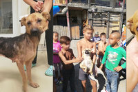 Děti psům uvazují na krk šňůrky a hází je do vody: Ochránci zvířat zachraňují štěňata z romské osady