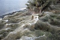 Pavučina pohltila pobřeží v dovolenkovém ráji: Měří neuvěřitelných 300 metrů