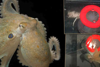 Vědci dali chobotnicím extázi. Začaly se objímat a chovat jako lidi