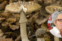 Mykologové varují: Otrav houbami přibývá! Jak se v lese nesplést?