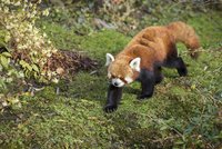 Vzácný přírůstek Zoo Praha se už předvádí lidem: Mládě pandy červené si vede dobře