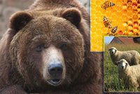 Medvěd na Vsetínsku potrhal ovce a poškodil úly. Připravoval se na zimu