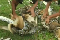 Děti zahnaly obrovského hada, který jim chtěl sežrat psa: Tohle video musíte vidět!
