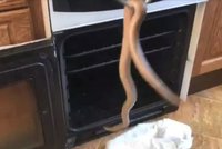 Seniorka (82) našla uprchlého hada v troubě. Zrovna se chystala péct manželovi