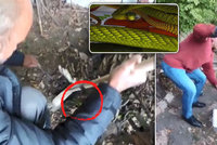VIDEO: Takhle honili jedovatou mambu! Šli na ni se smetákem, had se bránil