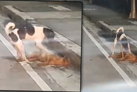 Srdcervoucí video: Zatoulaný psík se snažil probudit sraženého parťáka