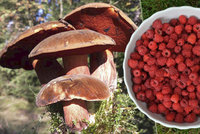 Češi si přinesli z lesů miliardy. Táhnou hlavně houby, borůvky a maliny